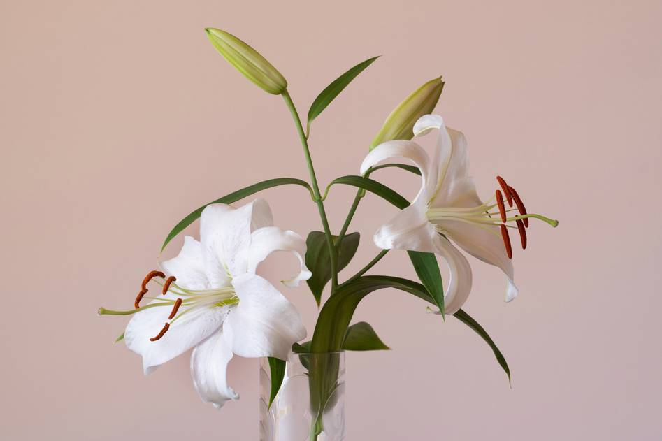 Homepage for Beauty & Skincare Skincare and Body Care scented flowers