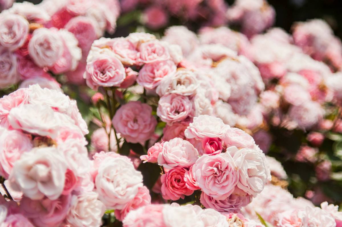 Decent Flowers People Can Gift: Scented Blooms That Actually Smell Amazing (And Won’t Wilt in 2 Days)