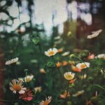 Flowers for House Decoration: The Overlooked Power of Scented Blooms in Interior Design