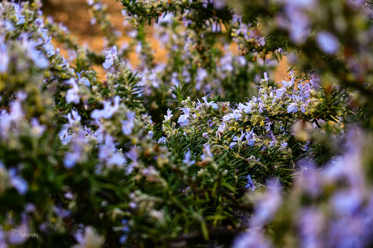 How to Use Scented Dried Flowers: 7 Luxe, Skin-Friendly Ways That Actually Work