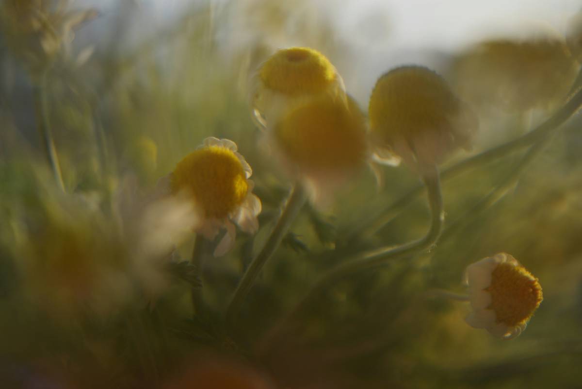 aromatherapy scented flower what essential oil - rose otto and lavender essential oils in amber bottles