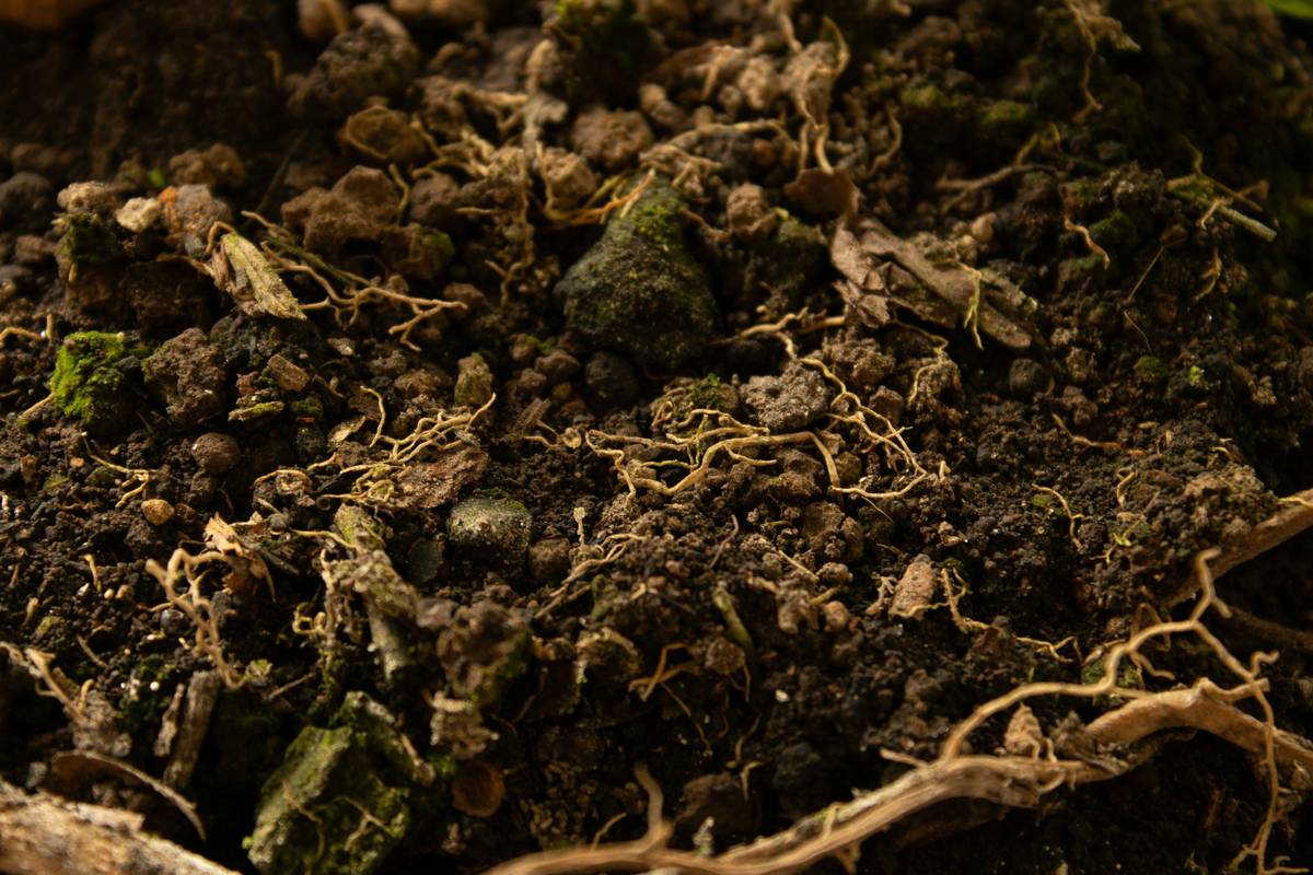 Close-up of flower garden decoration for home showing textured foliage and blooming scented flowers