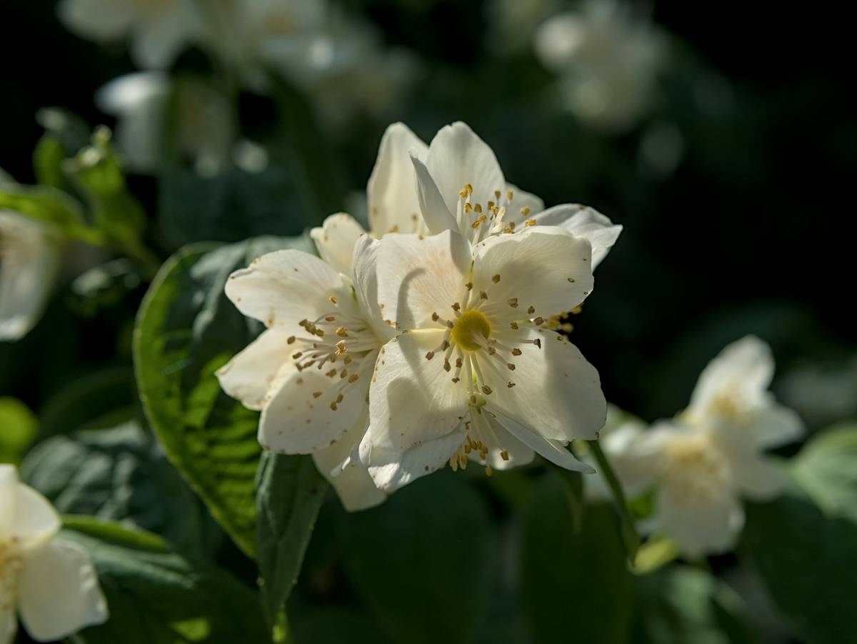 A hand holding a bouquet of white jasmine and pink peonies labeled gift scented flower fragrant bloom dignity