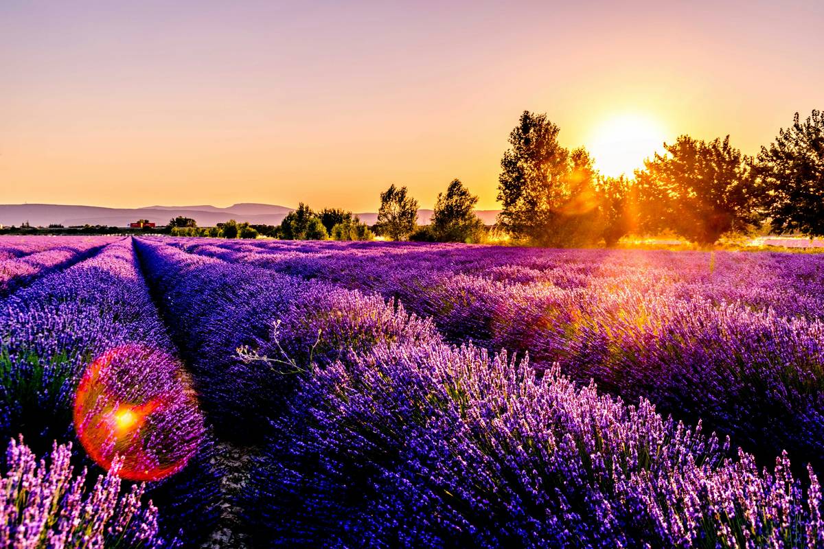 The Hidden Power of Relaxing Flower Scents for Instant Calm