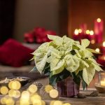 Flower for Christmas Decoration: 7 Proven Ways to Avoid Fragrant Faux Pas