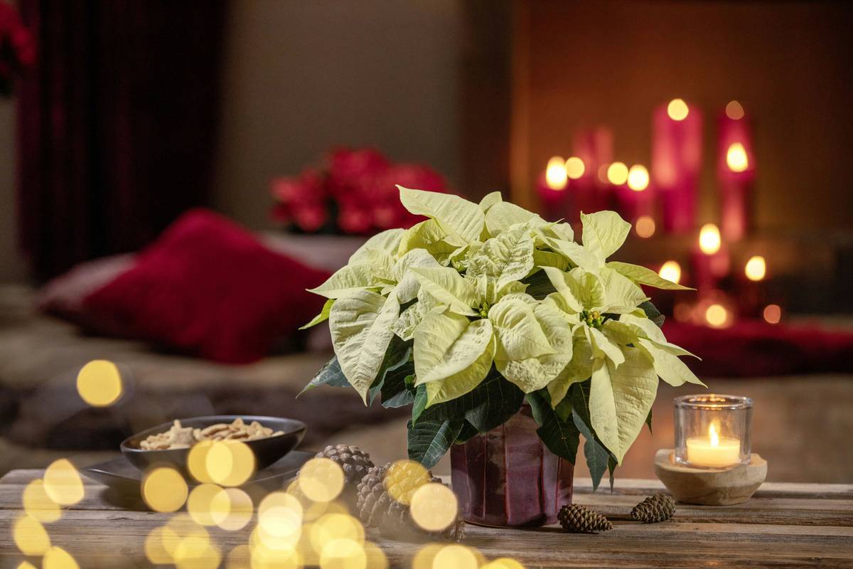 Flower for Christmas Decoration: 7 Proven Ways to Avoid Fragrant Faux Pas