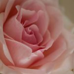 Flowers Soothing the Senses: 7 Proven Ways to Avoid Common Aromatherapy Mistakes