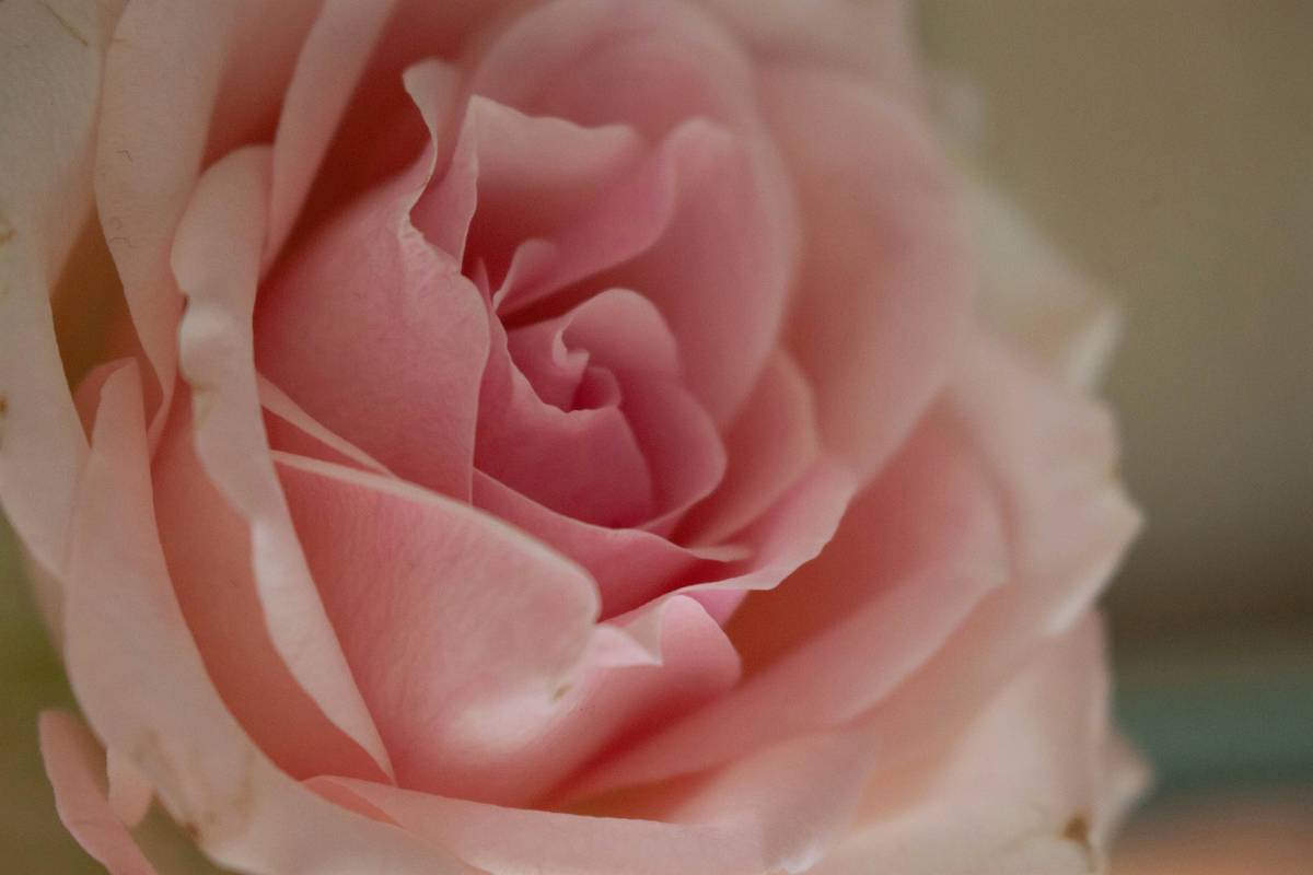 Flowers Soothing the Senses: 7 Proven Ways to Avoid Common Aromatherapy Mistakes