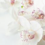 Flowers Soothing the Stress: 7 Proven Ways to Avoid Overwhelming Anxiety