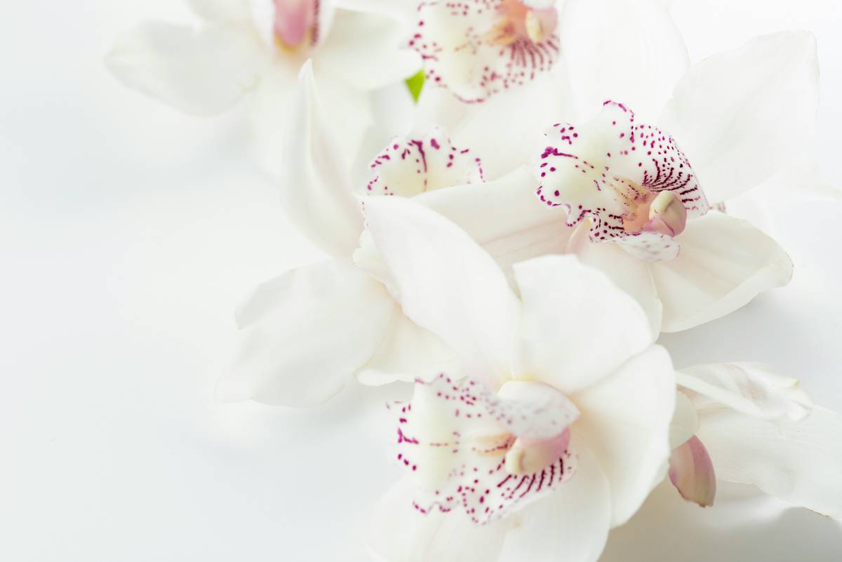 Flowers Soothing the Stress: 7 Proven Ways to Avoid Overwhelming Anxiety
